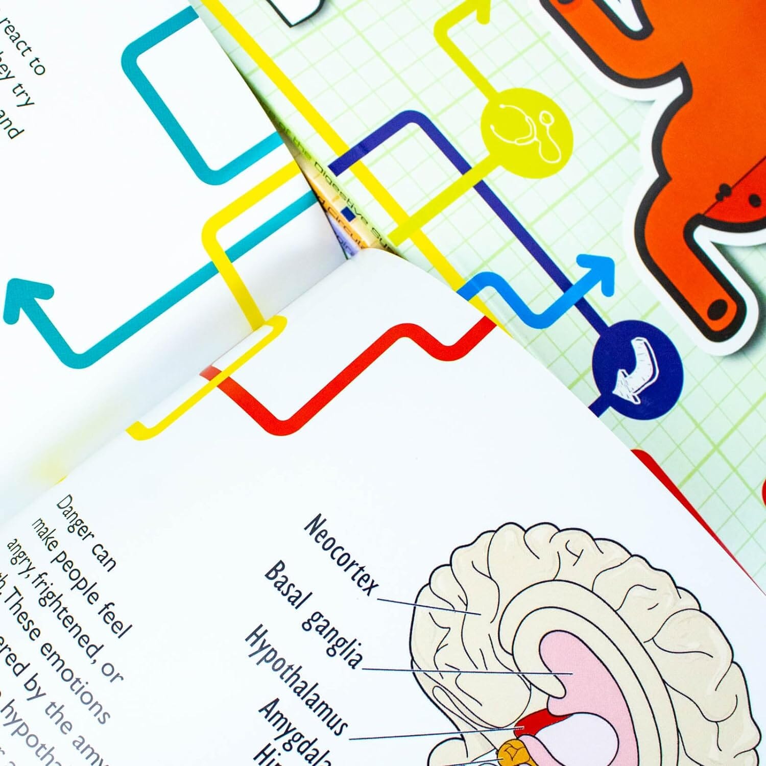 Flowchart Explorers Human Body Series 6 Books Collection Set - Ages 9-11 - Paperback 9-14 Fox Eye Publishing